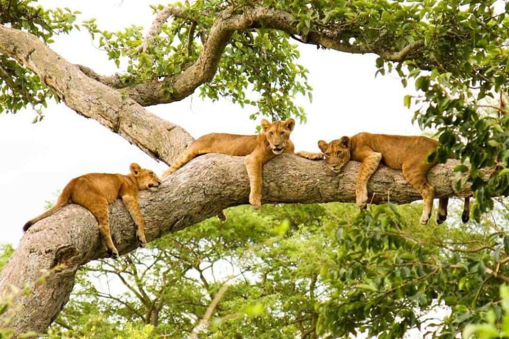 Queen Elizabeth National Park - Uganda