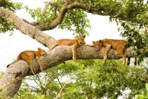 Queen Elizabeth National Park - Uganda