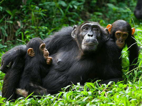 Kibale Forest National Park - Uganda