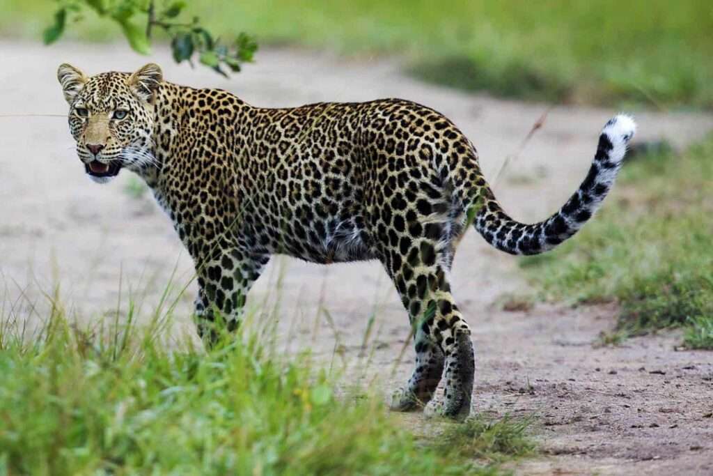 Lake Mburo National Park - Uganda