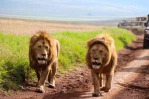 Ngorongoro - Tanzania